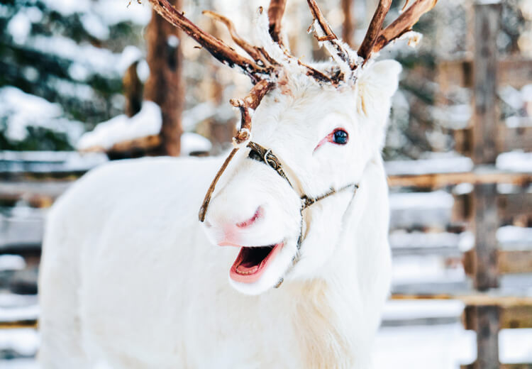 אטרקציות בלפלנד - איילים
